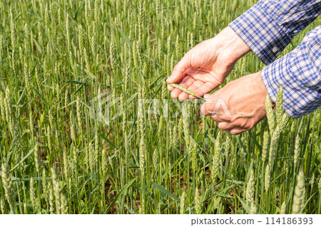 Farmer checking green wheat sprouts Farmer checking green wheat sprouts 114186393