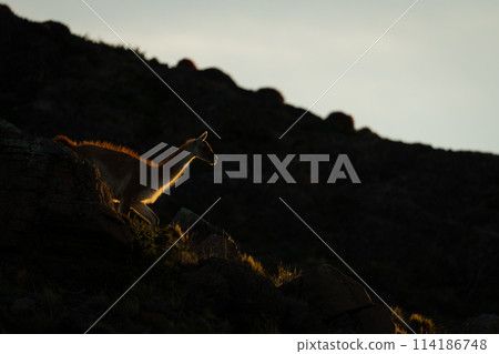 Guanaco walks down rocky ridge at sundown 114186748