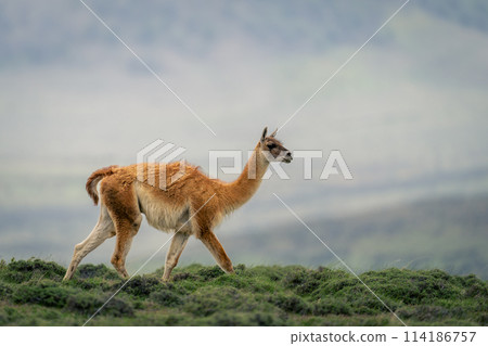 Guanaco walks through bushes along grassy ridge 114186757