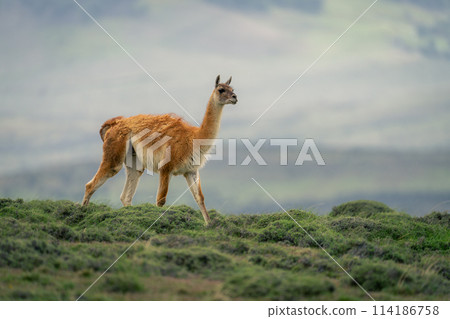 Guanaco walks through bushes on grassy ridge 114186758