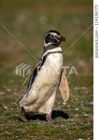 Magellanic penguin crosses grass covered with gravel 114186772