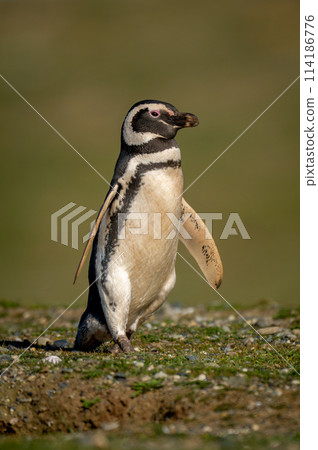 Magellanic penguin crosses grass covered with stones Magellanic penguin crosses grass covered with stones 114186776