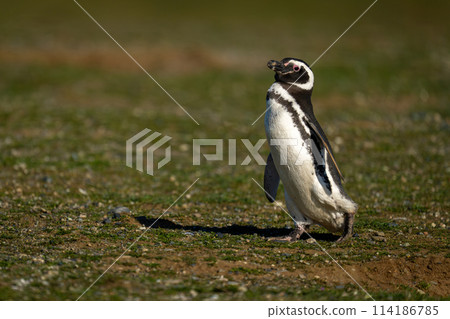 Magellanic penguin crosses grass slope in sunlight 114186785