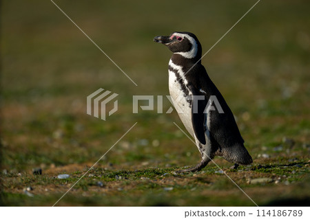 Magellanic penguin crosses grass slope watching camera 114186789