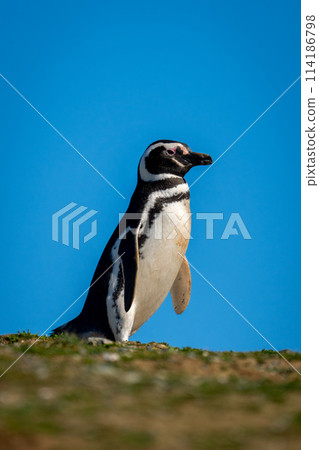 Magellanic penguin crosses grassy ridge in sun 114186798