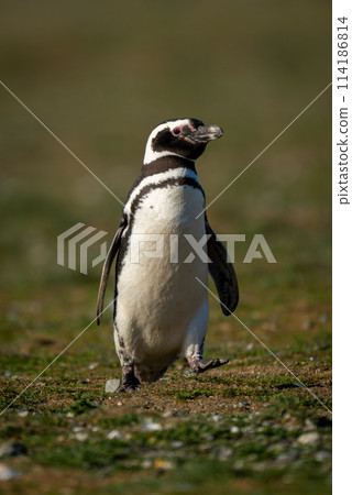 Magellanic penguin crosses grassy slope raising foot 114186814