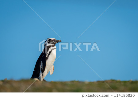 Magellanic penguin crosses horizon under blue sky 114186820