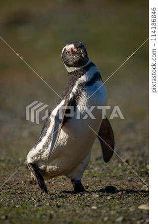 Magellanic penguin crosses rocky slope leaning back Magellanic penguin crosses rocky slope leaning back 114186846