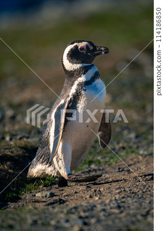 Magellanic penguin crosses rocky slope lifting foot Magellanic penguin crosses rocky slope lifting foot 114186850