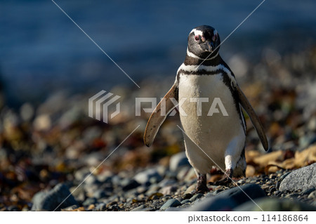 Magellanic penguin crosses shingle beach towards camera Magellanic penguin crosses shingle beach towards camera 114186864
