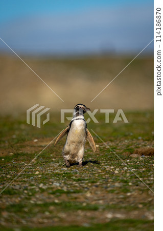 Magellanic penguin crossing grassy slope in sunshine 114186870