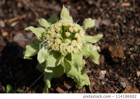 Fukinoenna Fukinoenna 114186882