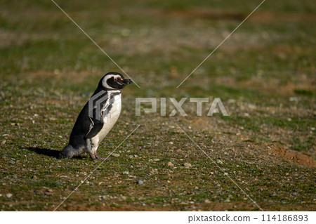 Magellanic penguin in profile on grassy hillside 114186893