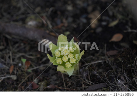 Fukinoto Fukinoto 114186896