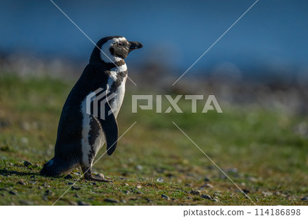 Magellanic penguin in profile on grassy slope 114186898
