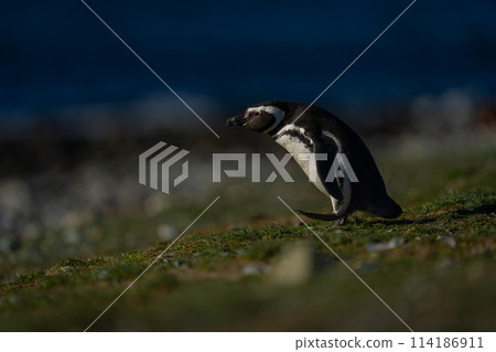 Magellanic penguin leans forward crossing grassy slope 114186911