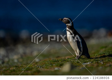 Magellanic penguin leans forward on grassy slope 114186916
