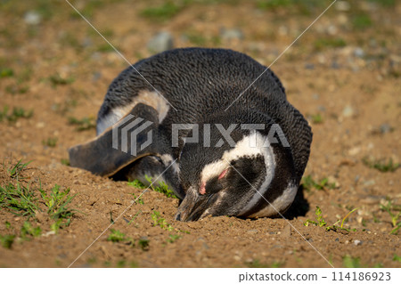 Magellanic penguin lies sleeping on bare earth Magellanic penguin lies sleeping on bare earth 114186923