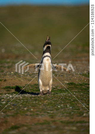 Magellanic penguin lifting head to make call 114186928