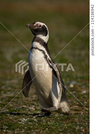 Magellanic penguin lifts foot waddling down slope 114186942