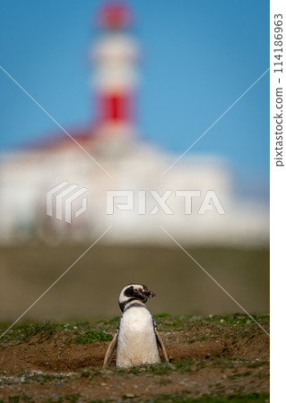 Magellanic penguin near lighthouse stands in burrow 114186963