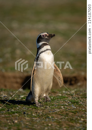 Magellanic penguin on grass slope watches camera 114187003