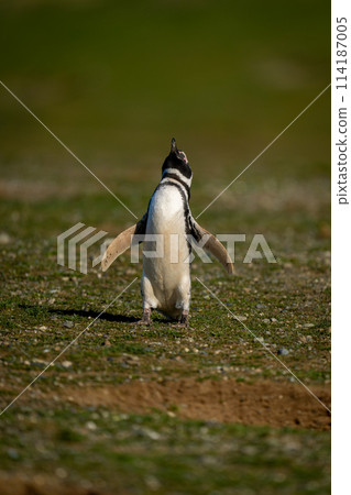 Magellanic penguin on grass squawks lifting head 114187005