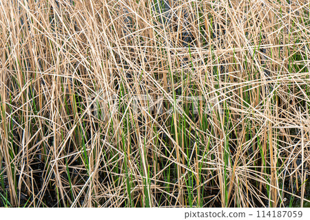 Textural diversity 114187059
