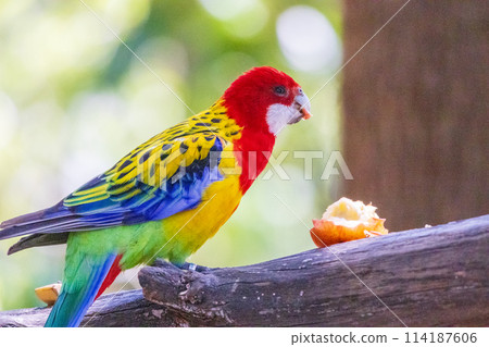 澳洲野生鳥類：玫瑰鸚鵡 114187606