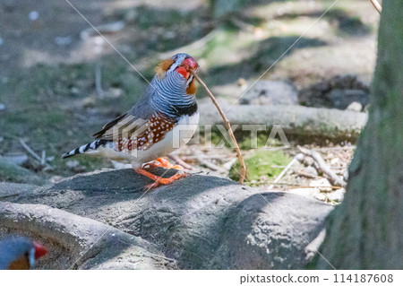 澳大利亞野生鳥類-斑馬雀科 114187608