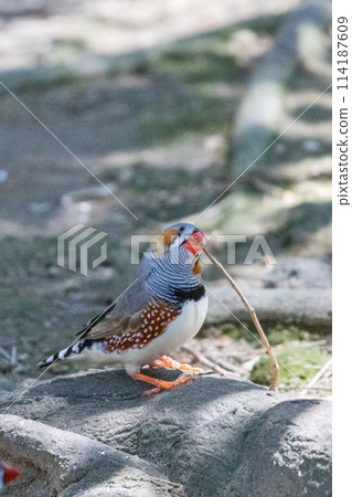 澳大利亞野生鳥類-斑馬雀科 114187609