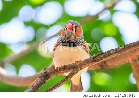 Australian wild birds-zebra finch 114187615