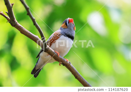 Australian wild birds-zebra finch 114187620