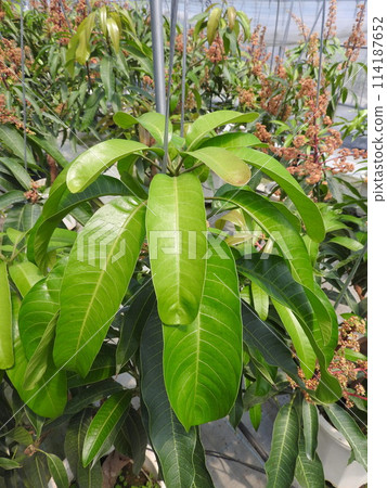 Greenhouse-grown mango leaves Greenhouse-grown mango leaves 114187652