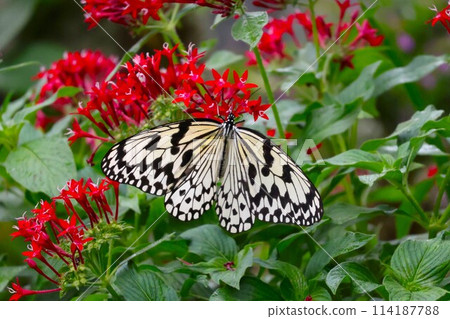 Butterfly sucking nectar from a flower 114187788