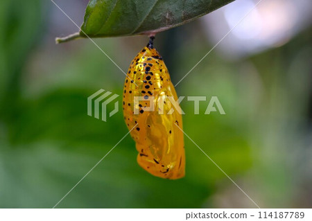 Golden tree nymph pupa 114187789