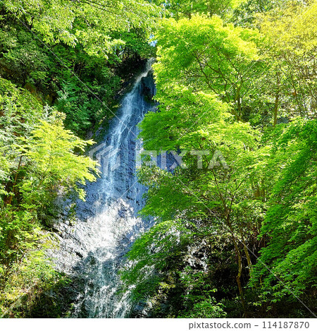 Kototaki Falls: A waterfall of fresh greenery Kototaki Falls: A waterfall of fresh greenery 114187870