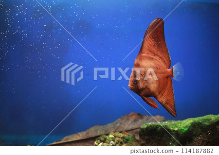 Orbic fish Orbic fish 114187882