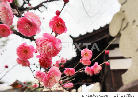 靖國神社的紅梅 114187893