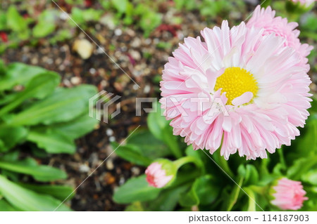 粉色雛菊花 114187903