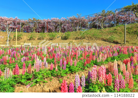 [Hiroshima Prefecture] Lupines and wisteria flowers on a sunny day in the Serafuji Garden 114188022