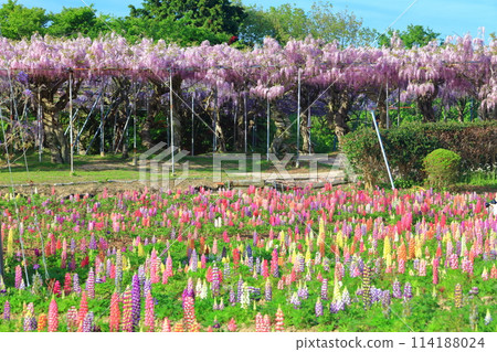 [Hiroshima Prefecture] Lupines and wisteria flowers on a sunny day in the Serafuji Garden 114188024