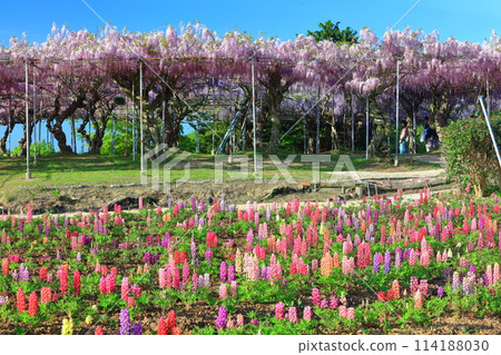 [廣島縣] 晴天世羅高原上的羽扇豆和紫藤花（世羅藤園） 114188030