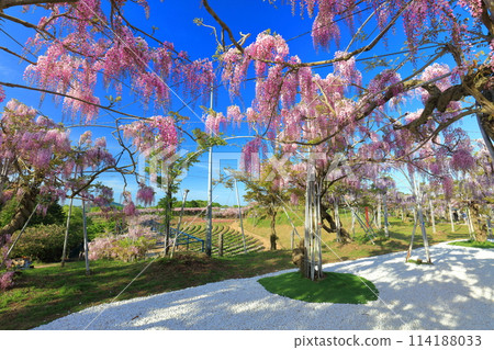 [Hiroshima Prefecture] Wisteria flowers on a clear day at Serafuji Garden in Sera Highlands 114188033