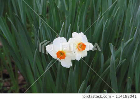 春天花園裡盛開的水仙花 春天花園裡盛開的水仙花 114188041