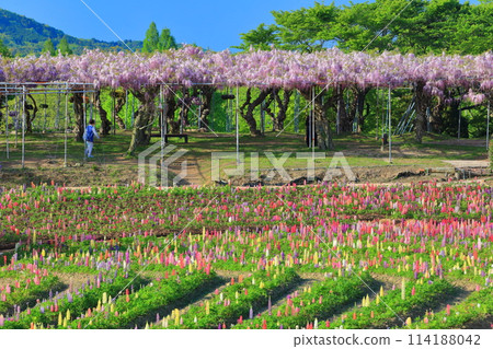 [廣島縣] 晴天世羅高原上的羽扇豆和紫藤花（世羅藤園） 114188042