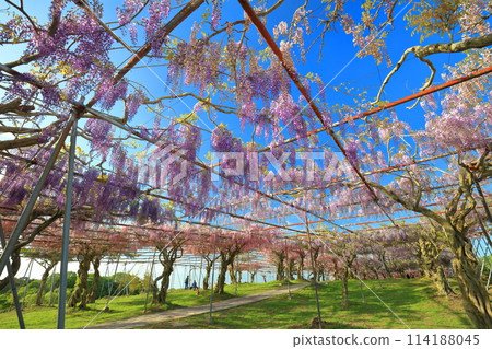 [廣島縣] 晴天世羅高原的紫藤花（世羅藤園） 114188045