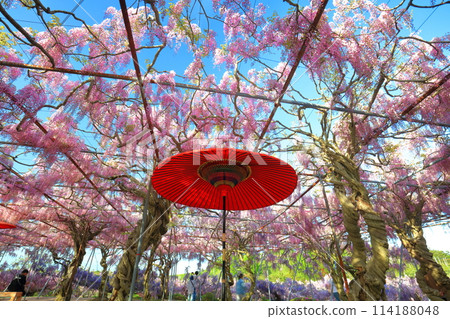 [廣島縣] 晴朗的日子裡世羅高原的紫藤花和日本傘（世羅藤園） 114188048