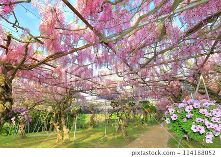 [廣島縣] 晴天世羅高原的紫藤花（世羅藤園） 114188052