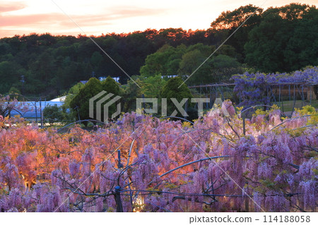 [Hiroshima Prefecture] Wisteria flowers at dusk on the Serafuji Highlands (Serafuji Garden) 114188058